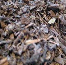 PATCHOULI LEAVES CUT AND SIFTED